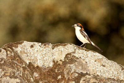 Close-up of bird perching on rock