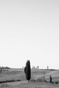 Trees on field against clear sky