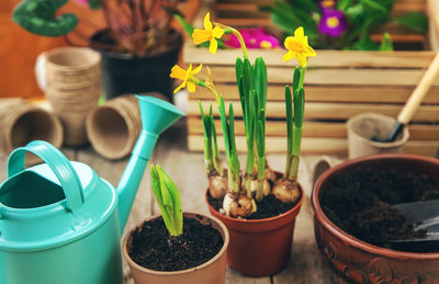 Close-up of potted plant