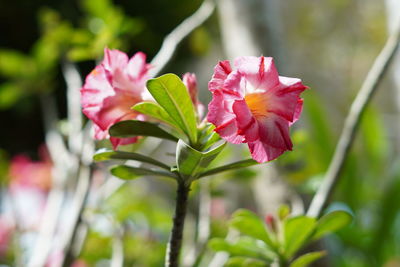 Close-up of pink rose