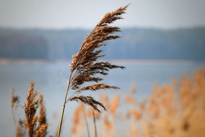 Plants growing on field at sunset