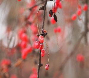 Close-up of red berries growing on tree