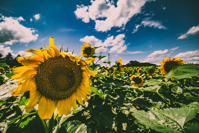 Close-up of sunflowers on field against cloudy sky