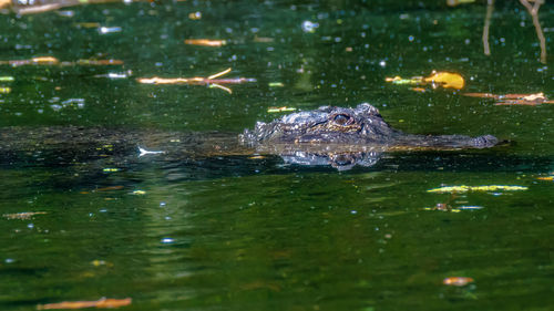 Close-up of crocodile in lake