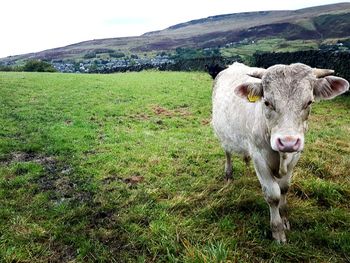 Portrait of cow on field