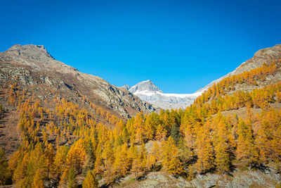 Mountain fire in autumn. a journey through the lark forests at an altitude of 2000m.