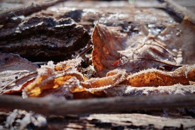 Close-up of dry leaves on log during winter