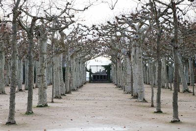 Footpath amidst trees