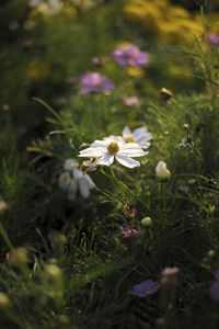 Close-up of white flowering plants on field