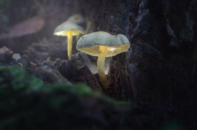 Close-up of mushroom growing in forest