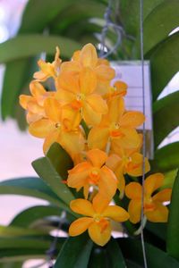 Close-up of flowers blooming outdoors