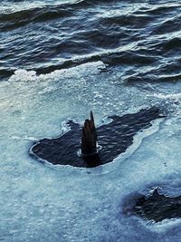 High angle view of turtle on rock in sea