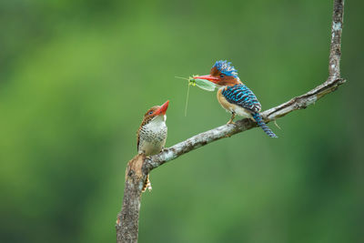 Close-up of bird perching on branch