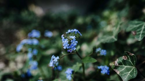 Close-up of purple flowering plant