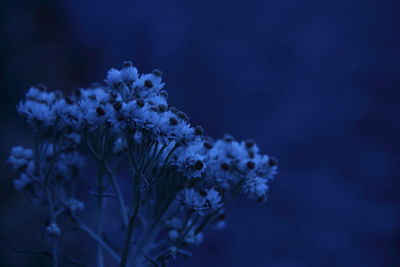 Close-up of white flowers