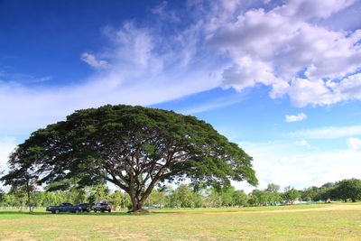 Trees on field against sky