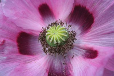 Macro shot of pink flower