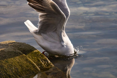 Close-up of bird on rock by lake