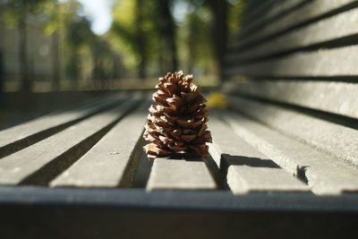 Close-up of a pine cone on table