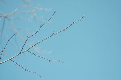 Low angle view of twigs against clear blue sky