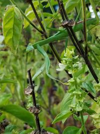 Close-up of lizard on plant