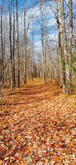 Trees and leaves in forest during autumn