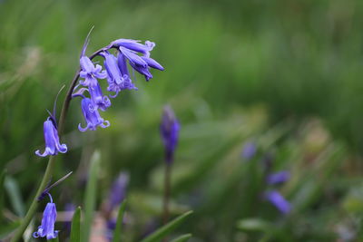 Close-up of purple flowering plant