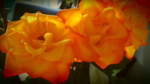 Close-up of yellow flower