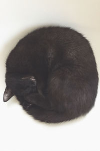 High angle view of black cat