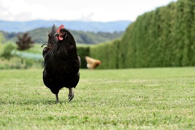 View of a chicken walking on the grass with hills in the background