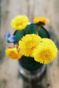 Close-up of yellow flower