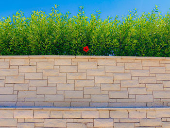 Lonely red flower growing on brick wall
