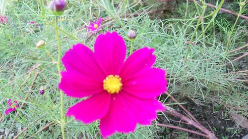 Close-up of fresh pink flower blooming in field