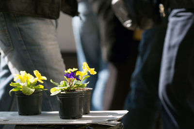 Blooming potted plant being sold street and people passing by. indifference attitude ignore concept