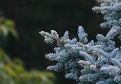 Close-up of plant