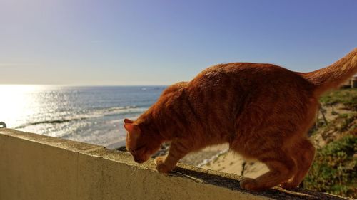 Cat looking at sea against sky