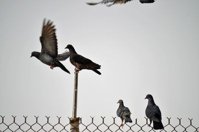 Birds perching on a fence