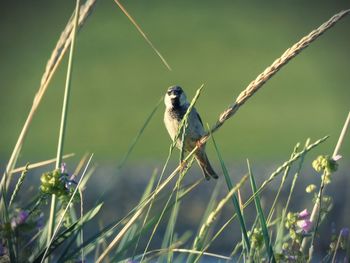 Close-up of bird perching on grass