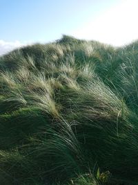 Close-up of wheat field against clear sky