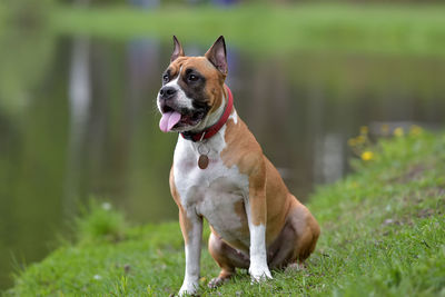 Dog looking away on field