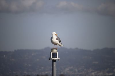Seagull perching on wooden post