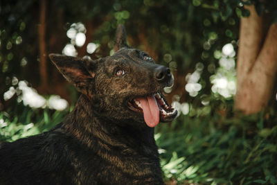 Close-up of a dog looking away