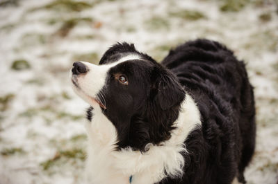 Close-up of black dog