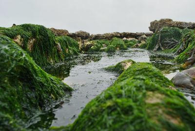 Stream flowing through rocks