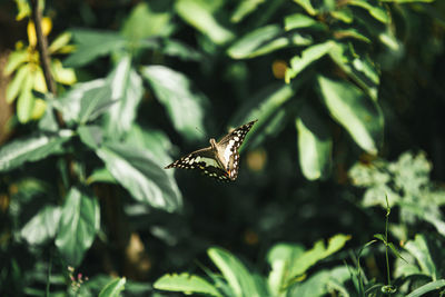 Close-up of butterfly on leaf