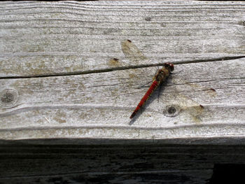 Close-up of lizard on wood