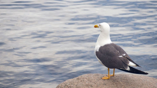 Seagull perching on rock