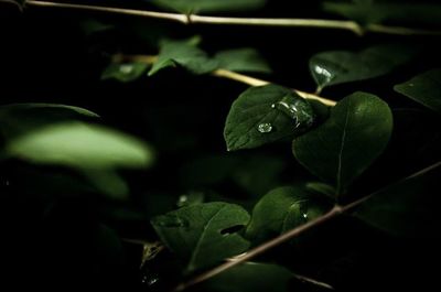 Close-up of leaves