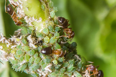 Close-up of bee on leaf
