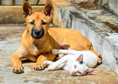 Portrait of dog lying down